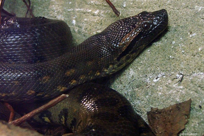 Soins en captivité du plus grand serpent du monde – Garder l anaconda vert