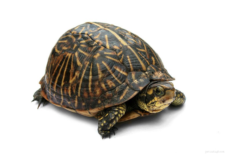 Nourrir les tortues-boîtes américaines – Formuler le meilleur régime alimentaire pour votre animal de compagnie