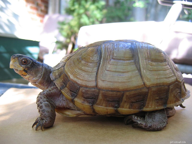 Amerikaanse doosschildpadden voeren - het beste dieet voor uw huisdier formuleren