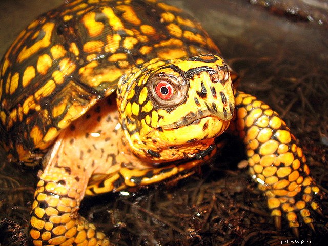Amerikaanse doosschildpadden voeren - het beste dieet voor uw huisdier formuleren