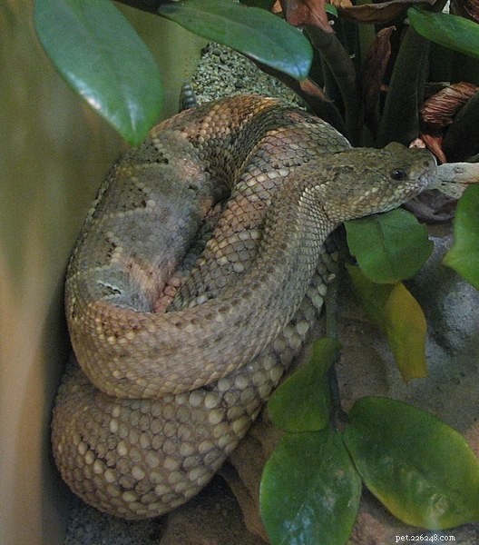 세계에서 가장 희귀한 독사인 아루바 섬 방울뱀의 자연사