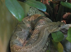세계에서 가장 희귀한 독사인 아루바 섬 방울뱀의 자연사