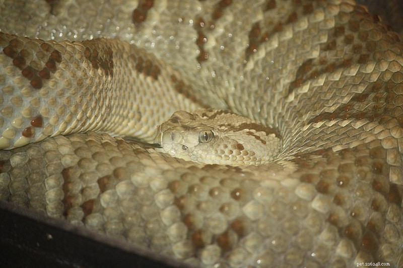 Естественная история самой редкой в ​​мире гадюки, гремучей змеи с острова Аруба 