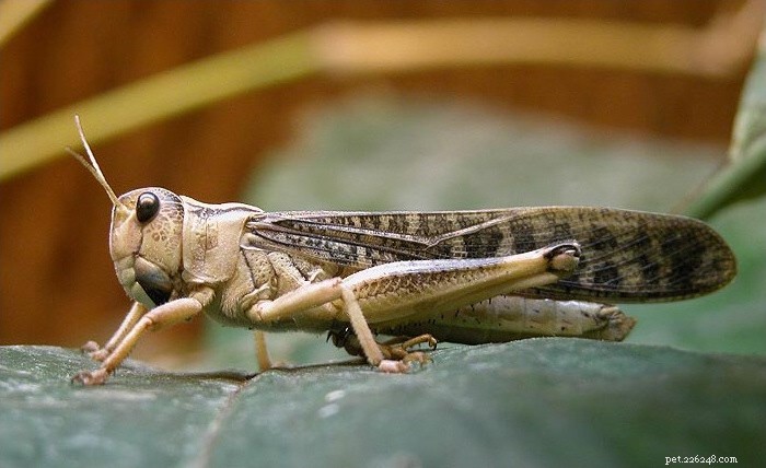 Reptielen- en amfibieënvoedsel – fokken en kweken van sprinkhanen en sprinkhanen