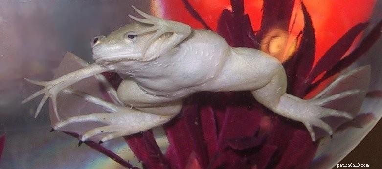 Abus d amphibiens :grenouilles teintées au néon très populaires dans les animaleries chinoises