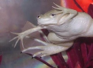 Abus d amphibiens :grenouilles teintées au néon très populaires dans les animaleries chinoises