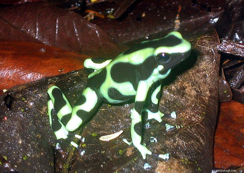 Přírodní historie a péče o zelenou a černou jedovatou žábu v zajetí