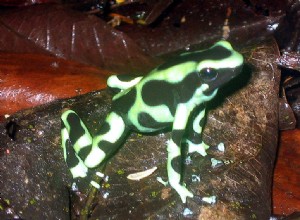Естественная история и содержание зеленой и черной ядовитых лягушек в неволе
