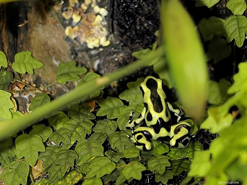 La storia naturale e la cura in cattività della rana velenosa verde e nera