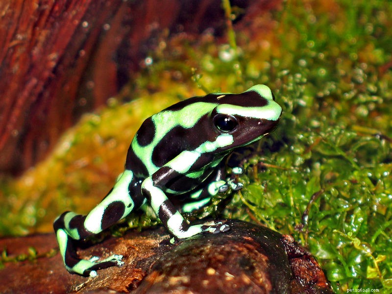 La storia naturale e la cura in cattività della rana velenosa verde e nera