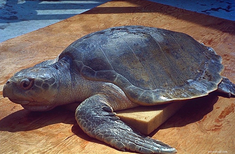Mise à jour sur la marée noire dans le golfe :les tortues de mer et d autres espèces sauvages sont toujours menacées