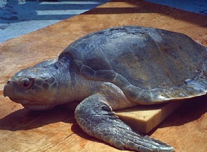 Aktualizace úniku ropy ze Zálivu – mořské želvy a další volně žijící zvířata stále čelí hrozbám