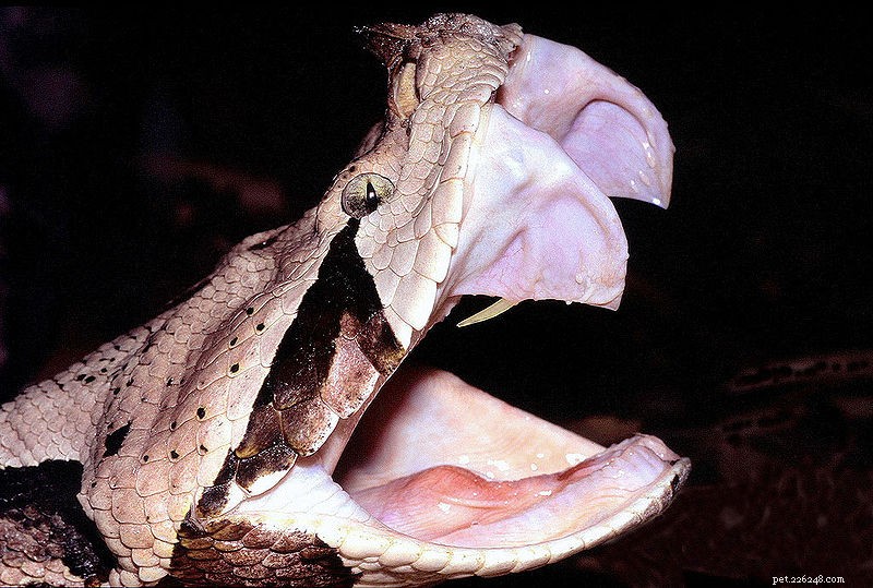 Mordida de cobra venenosa – um novo estudo e minhas próprias experiências