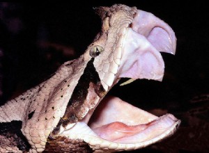 Mordida de cobra venenosa – um novo estudo e minhas próprias experiências