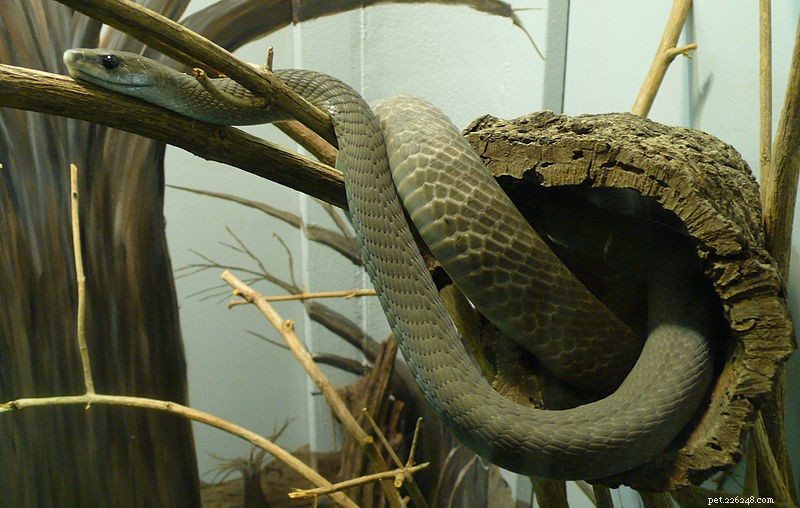 Morsi di serpente velenosi:un nuovo studio e le mie esperienze