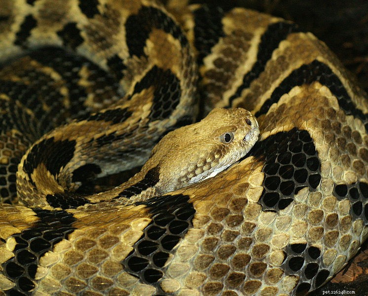 Giftige slangenbeet – een nieuwe studie en mijn eigen ervaringen