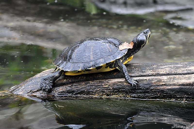 거북, 도롱뇽 및 개구리를 위한 반수생 동물을 위한 지하 대피소 및 쉼터