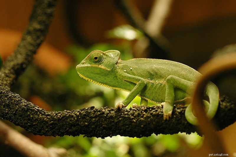 Chameleoni jako domácí mazlíčci – přehled jejich přirozené historie a péče v zajetí