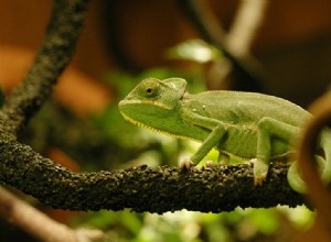 Chameleoni jako domácí mazlíčci – přehled jejich přirozené historie a péče v zajetí