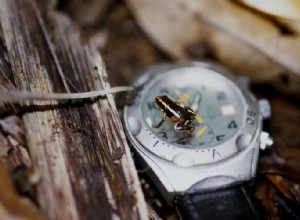 Nejmenší žáby na světě přidány do seznamu nově objevených obojživelníků v roce 2011