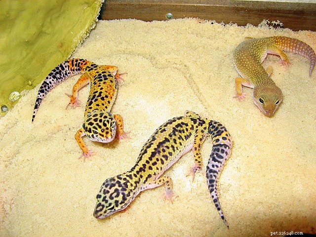 Élevage de geckos léopard