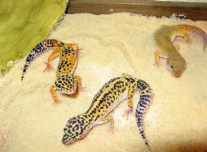 Criando lagartixas-leopardo