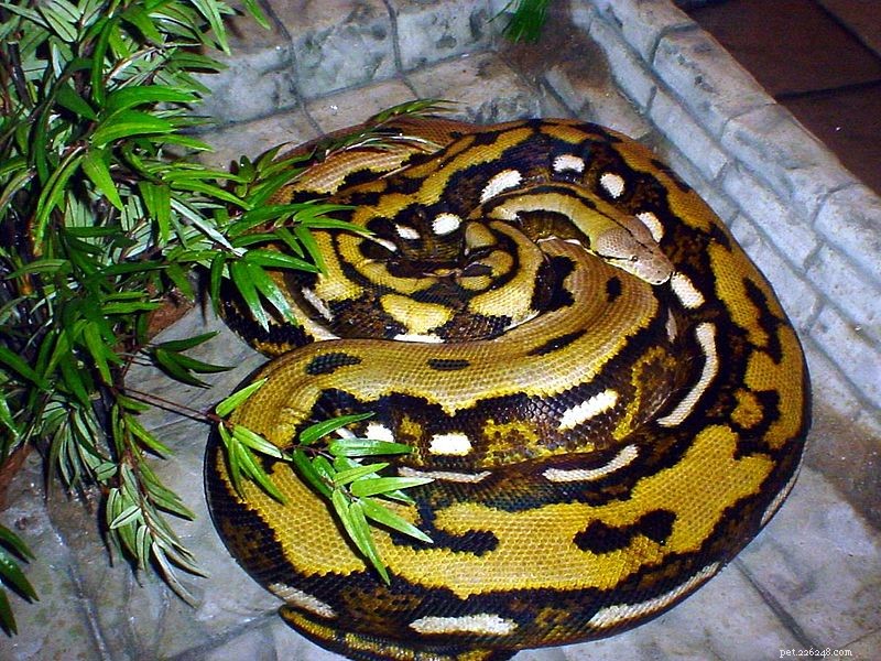 Lidé jako Python Prey – Obří hadi útočí 150, zabijte 6 na Filipínách