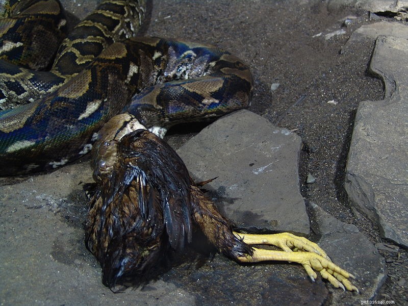 Mensen als Python-prooi – Reuzenslangen vallen 150 aan, doden 6 in Filipijnen