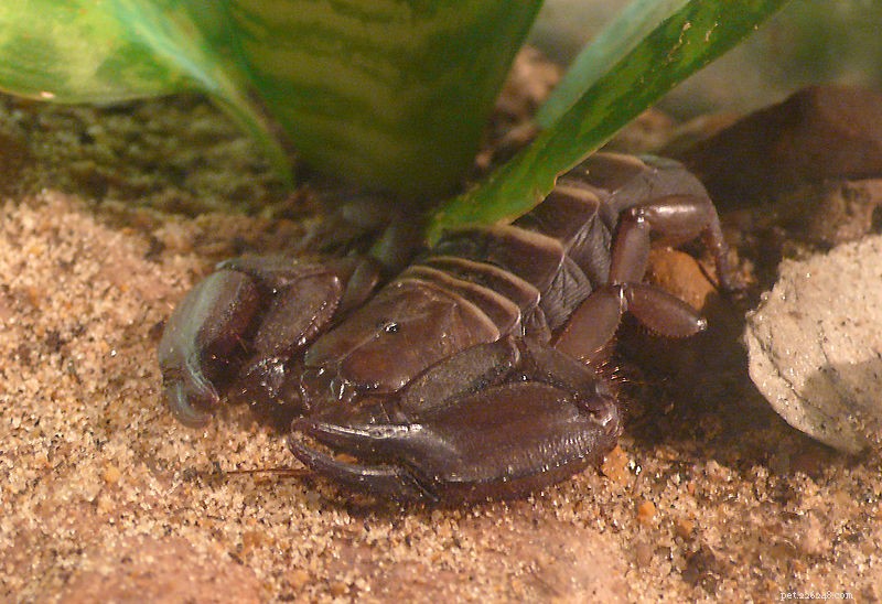 Escorpiões como animais de estimação – uma visão geral de seus cuidados