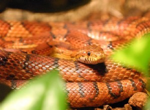 Кукурузная змея и ее родственники – естественная история и содержание в неволе