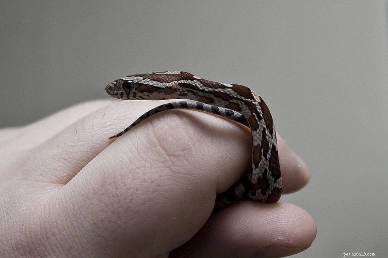 Кукурузная змея и ее родственники – естественная история и содержание в неволе