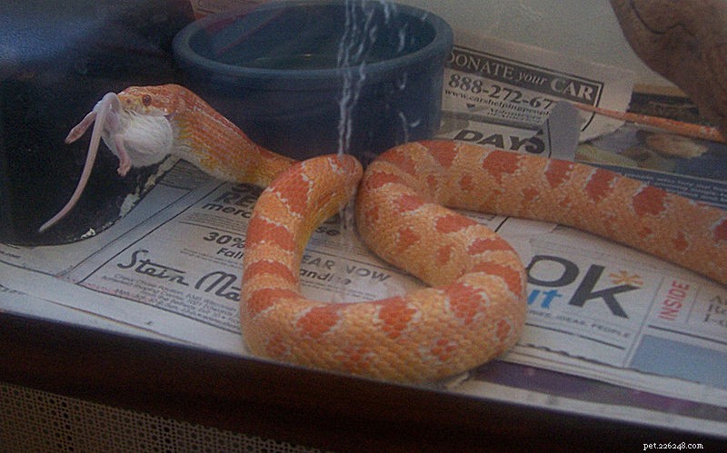 Le serpent des blés et ses proches – Histoire naturelle et soins en captivité