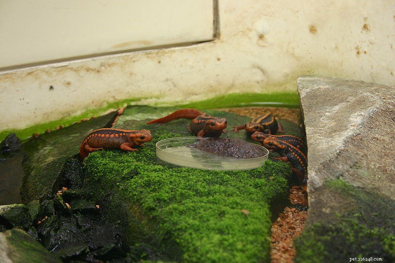 Саламандры как домашние животные – введение в уход за ними и их кормление