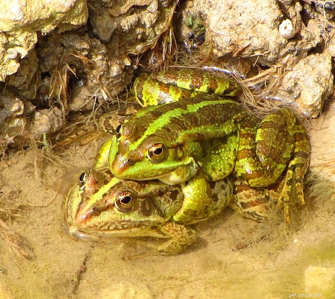 Žabá komunikace – studie ukazuje, že žáby jdou daleko za kvákání