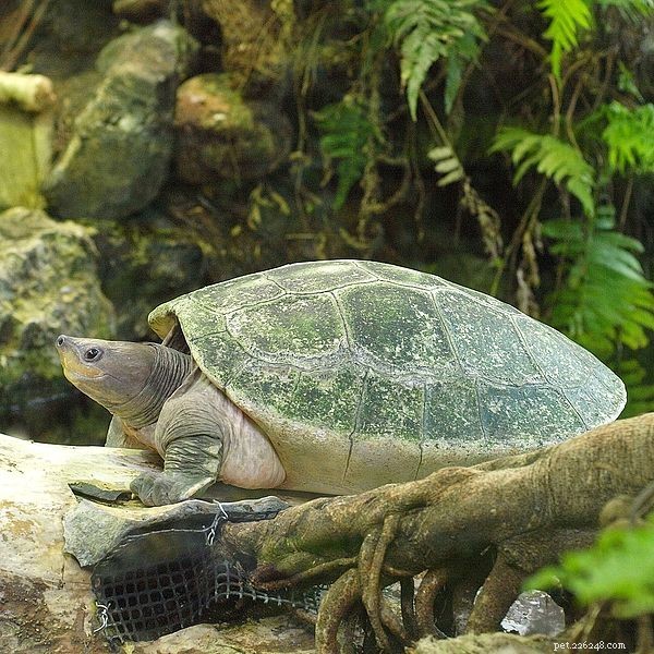 Jättesköldpaddor – Arbeta med världens största sötvattensarter