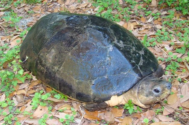 Reuzenschildpadden – Werken met  s werelds grootste zoetwatersoorten