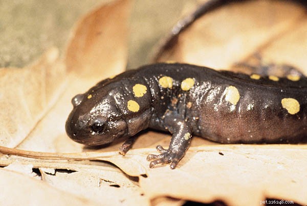 Fläckiga salamandrar anpassar sig till salt och andra vägkantsgifter