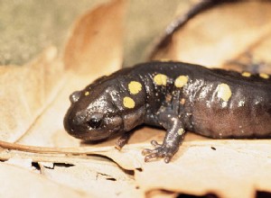 Fläckiga salamandrar anpassar sig till salt och andra vägkantsgifter