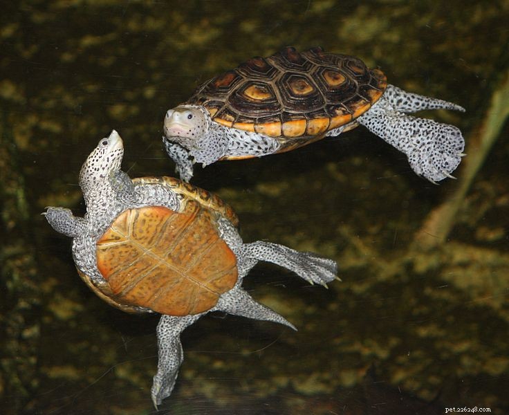 Update voor het behoud van schildpadden, met een focus op de inheemse soorten van de VS