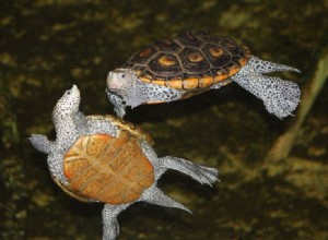Aktualizace ochrany želv se zaměřením na původní druhy USA