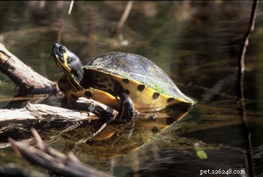 Scorrimento dalle orecchie rosse, mappa e tartarughe dipinte – Cura semi-acquatica delle tartarughe