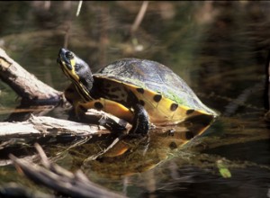 Slider de orelhas vermelhas, mapa e tartarugas pintadas – Cuidados com tartarugas semi-aquáticas