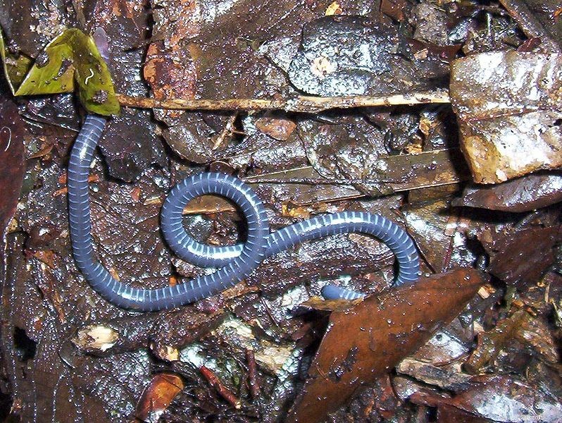 Skinci, mořští hadi a Caeciliáni – překvapivě objevené nové druhy