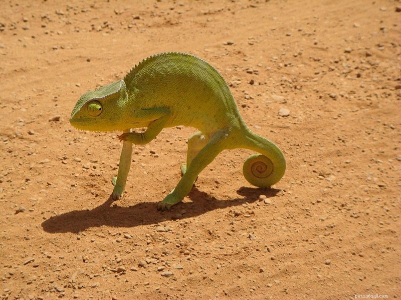 Senegalskameleoner och relaterade arter – vanliga hälsoproblem