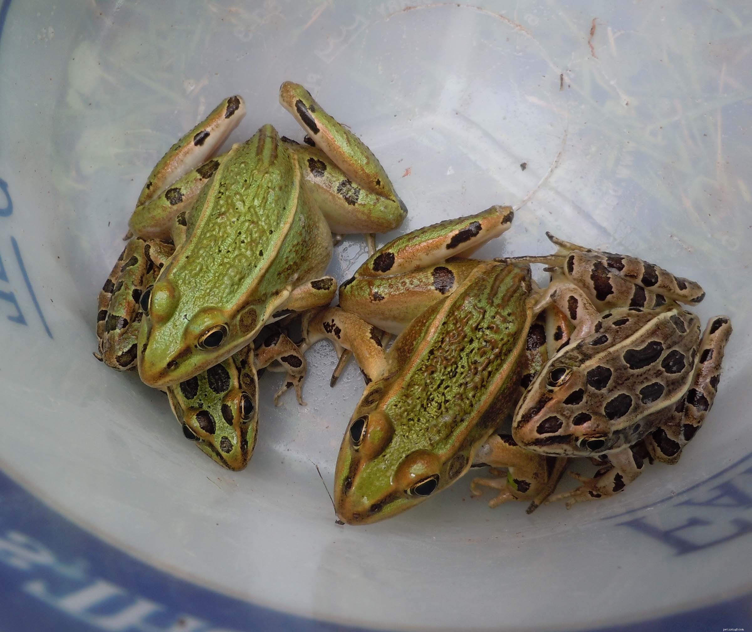 ヒョウのカエルショッカー–ニューヨーク市で新種が発見されました 
