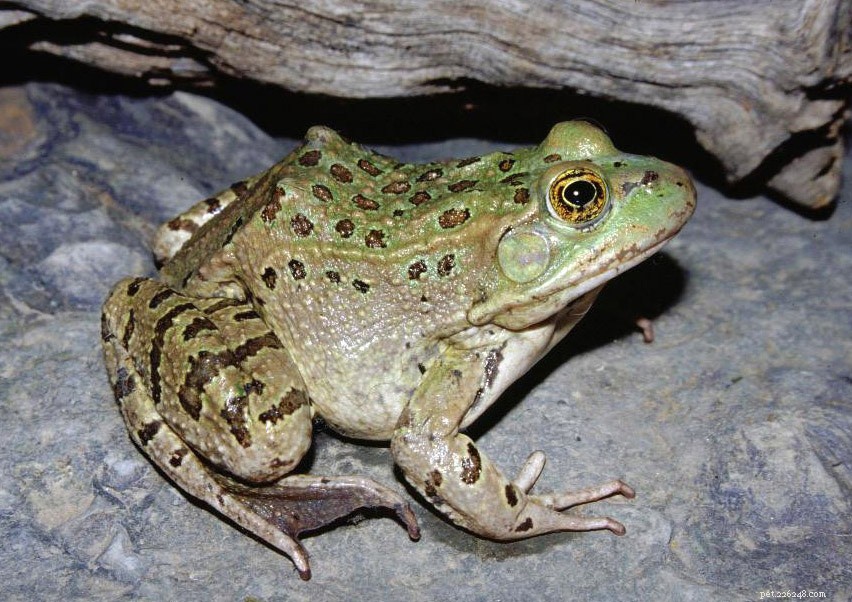 Leopard Frog Shocker – v New Yorku byl objeven nový druh