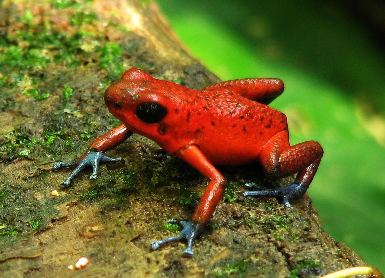 Dart Poison Frog-zorg en natuurlijke historie – een overzicht