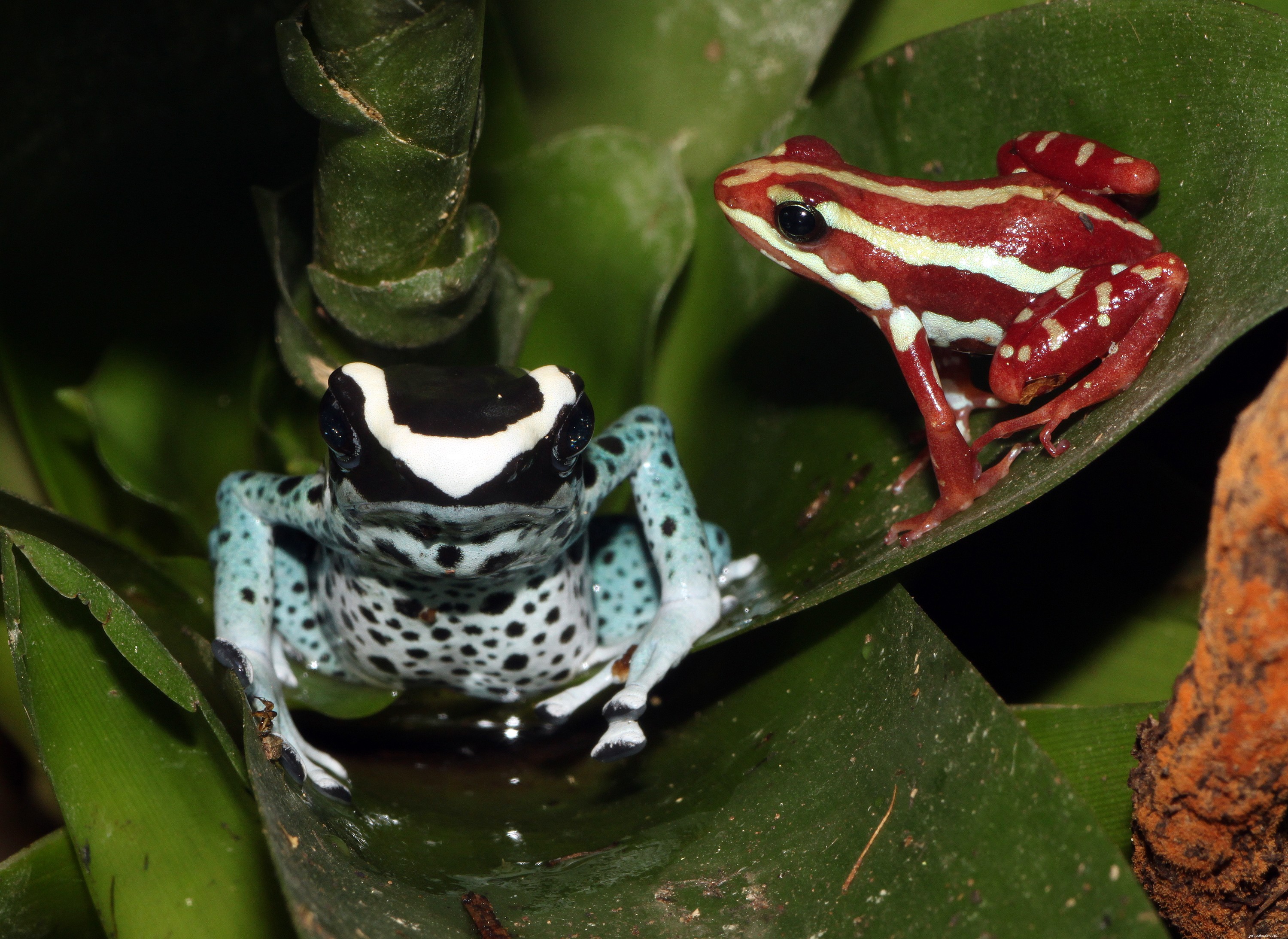 Dart Poison Frog-zorg en natuurlijke historie – een overzicht