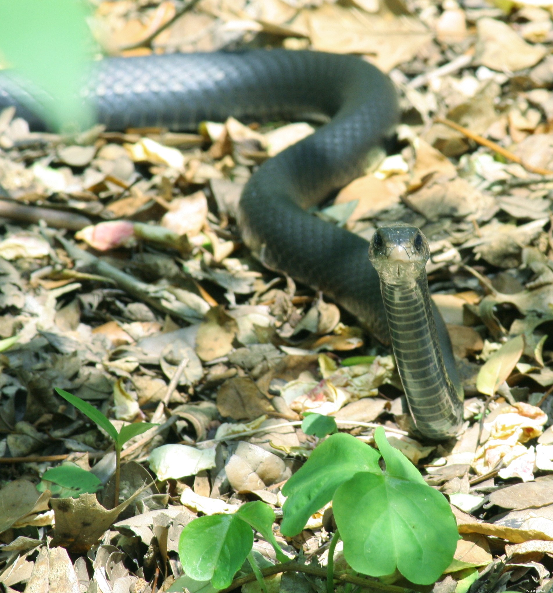 Lov hadů s Romulem Whitakerem – učení od mistra