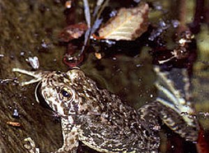 Chorus Frogs a Chytrid Bakterie – pohled na matoucí nové zprávy